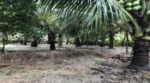 Chính chủ bán nhanh vườn dừa sim đẹp đang thu Xã Phú Bình, Tân Phú, ĐN