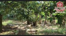 Bán vườn măng cụt và chuối đang có thu nhập tốt tại huyện Thống Nhất