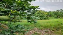 Bán gấp 10440m2 Phú Vinh, Định Quán nở hậu, trồng full sầu riêng, bưởi