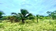 Đất sào Gia canh trồng dừa, sổ riêng, chính chủ