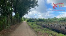 Bán đất vườn xã Bảo Quang TP Long Khánh 5054m2 giá chỉ 800 triệu/sào