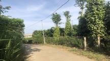 NGỘP Vườn trái cây đang thu 5300m2 Tân Phú ĐN bán rẻ 3,2 tỷ
