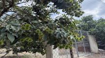 CHÍNH CHỦ CẦN BÁN GẤP MẢNH ĐẤT VƯỜN CÂY ĂN TRÁI LÂU NĂM TẠI THỐNG NHẤT