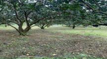 Bán gấp đất vườn Bình Lợi  950m2 giá 3tỷ500