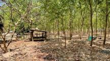 CẦN BÁN 1,9HA TẠI- VĨNH AN – VĨNH CỬU ĐỒNG NAI🍀450TRIEU/1SÀO