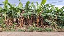 Cần bán lô đất sào Phú Vinh 29 x 40 = 1000m2 đất như hình.