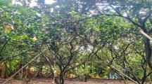 CẦN BÁN HƠN 3.000M2 NHÀ ĐẤT NGAY CHỢ BẾN CÁ TÂN BÌNH VĨNH CỬU