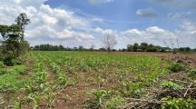 4820m2 Đất Cách Ubnd Xã Lộ 25 Thống Nhất 2.6 Km - Giá 4.579 Tỷ