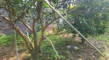 Đất View Sông Đồng Nai Tân Bình Vĩnh Cửu, Bưởi Đang cho trái