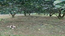 Bán gấp vườn bưởi bình lợi 1000m2 giá 4tỷ 7