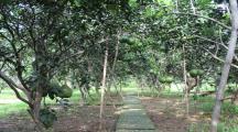 Giá 4,7 tỷ. Bán gấp 1000m2 vườn bưởi Bình Lợi (P. Tân Triều),Đồng Nai.