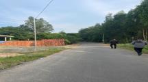 ĐẤT THỔ CƯ 115m² – AN VIỄN, ĐỒNG NAI