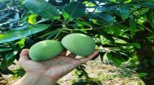 🌳BÁN GẤP VƯỜN CHÔM CHÔM NGON GẦN NGÃ TƯ DẦU GIÂY – GIÁ CHỈ 1,2 TỶ/SÀO