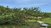 Bán gấp vườn trái cây thạnh phú vĩnh cửu 5000m2 giá 1tỷ8/1 sào