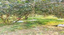 Bán gấp lô đất sào ph tân triều 4200m2 giá 14 tỷ